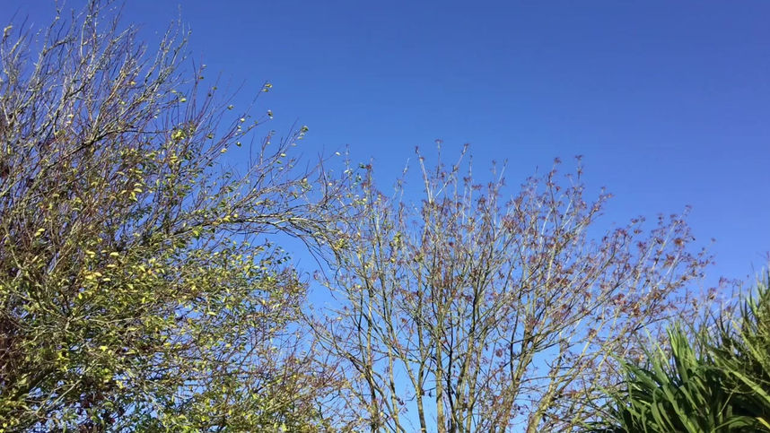 Stay Connected (Gratitude) - 5 mins